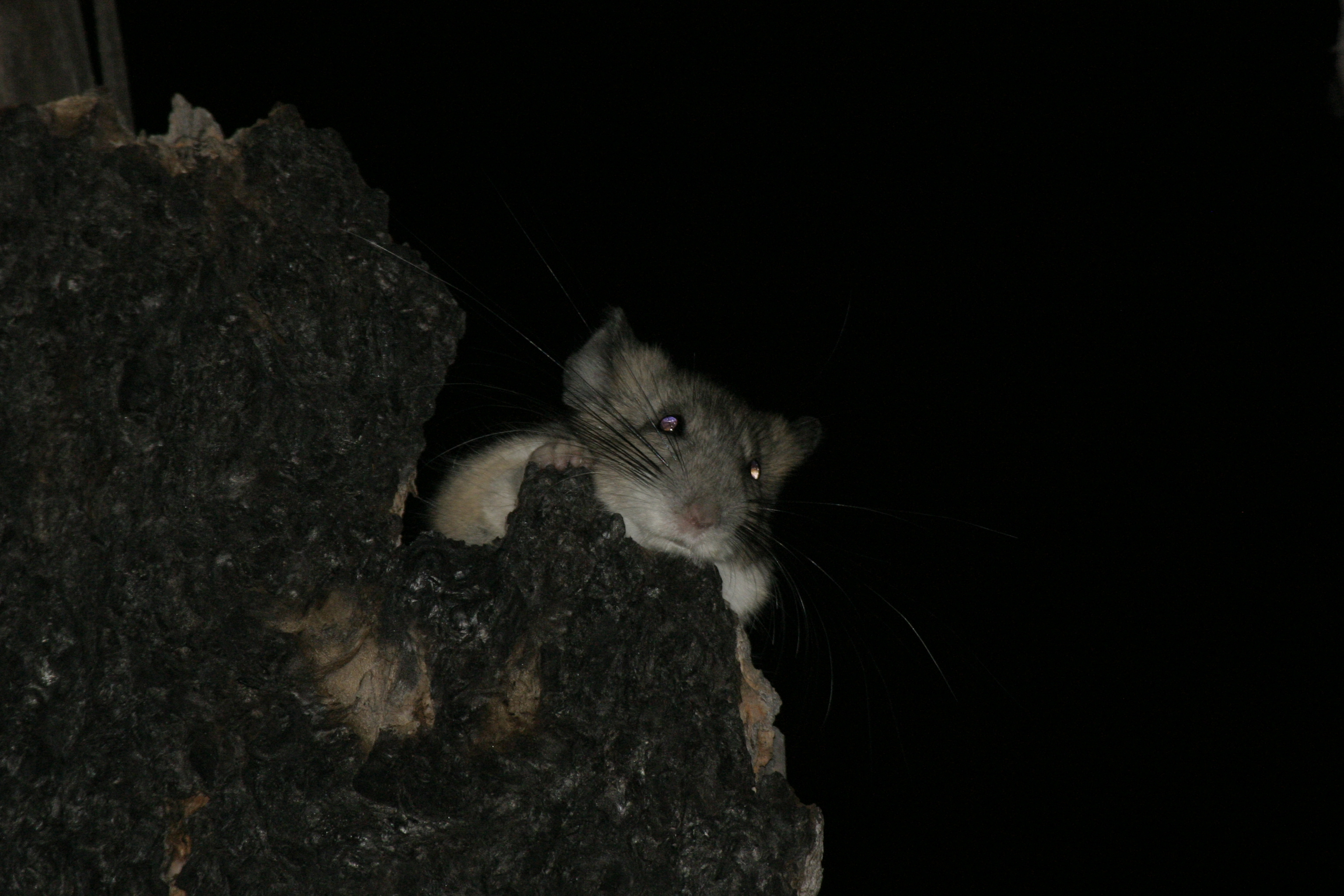 wood rat August 2005